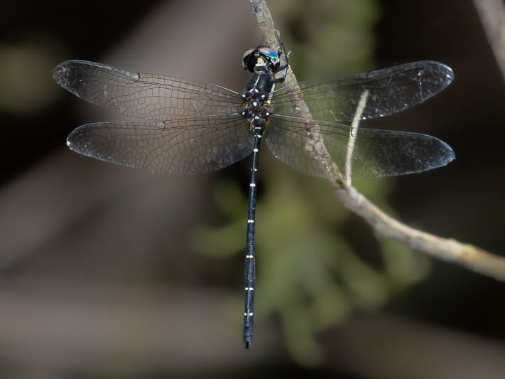 Eusynthemis nigra male-221472.jpg